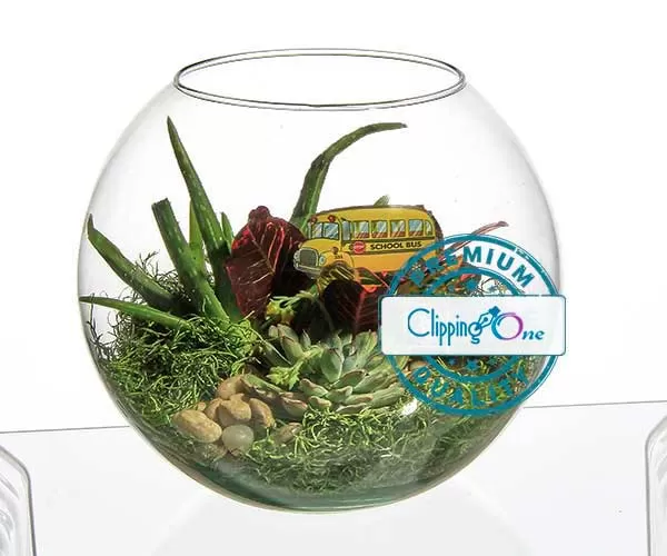 Terrarium arrangement in glass bowl visual before photoshop image masking background removal